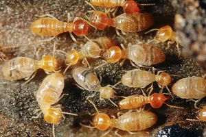 Termite Control